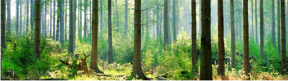 Area to Visit- Forests