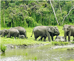 Area to Visit- Dooars