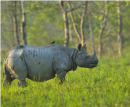 Area to Visit- Jaldapara