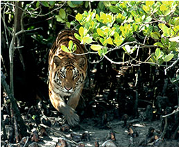 Area to Visit- Sunderbands